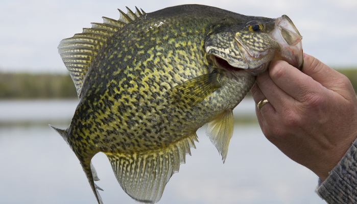 Black Crappie