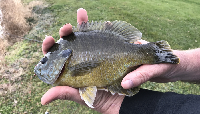 Hybrid Bluegill