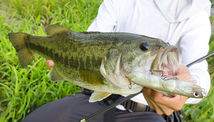 Largemouth Bass